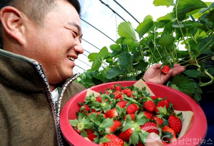 산청군 원예시설 지원사업 관련 신등면 단계리 권영민 씨 농가 딸기수확 (2).jpg