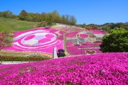 주말엔 산청 꽃잔디 축제 가보자!