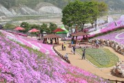 산청 꽃잔디 축제 성황리 마무리.