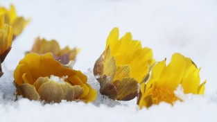 [포토]봄의 전령!눈속에 핀 복수초