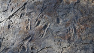 세계최초 원시악어 발자국 화석 발견!