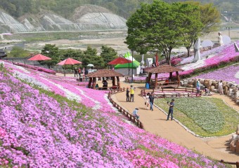 산청 꽃잔디 축제 성황리 마무리.